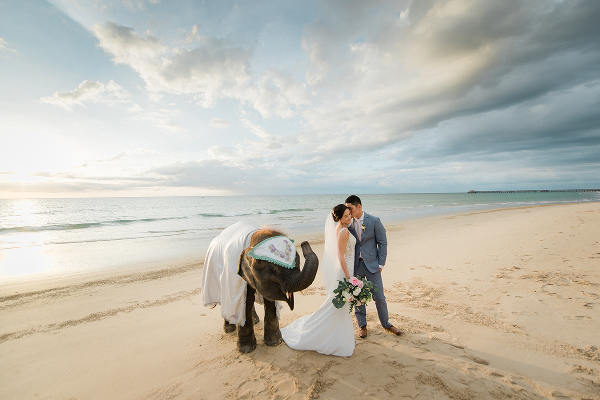 baby elephant and couple phuket beach